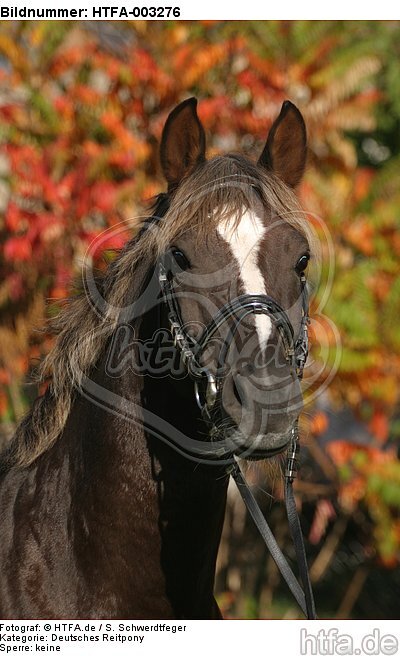 Deutscher Reitpony Hengst / pony stallion / HTFA-003276