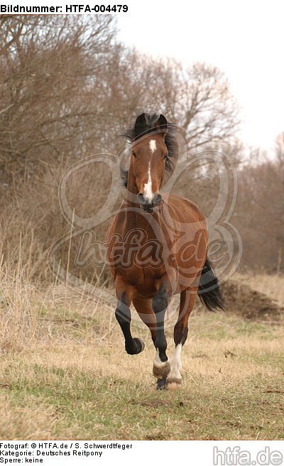 Deutsches Reitpony / pony / HTFA-004479