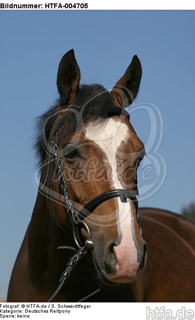 Deutsches Reitpony / pony / HTFA-004705