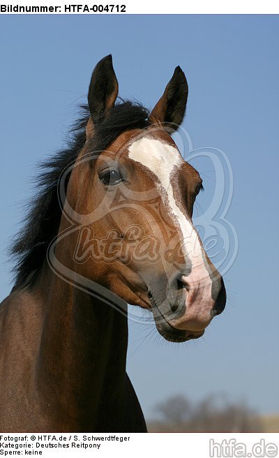 Deutsches Reitpony / pony / HTFA-004712