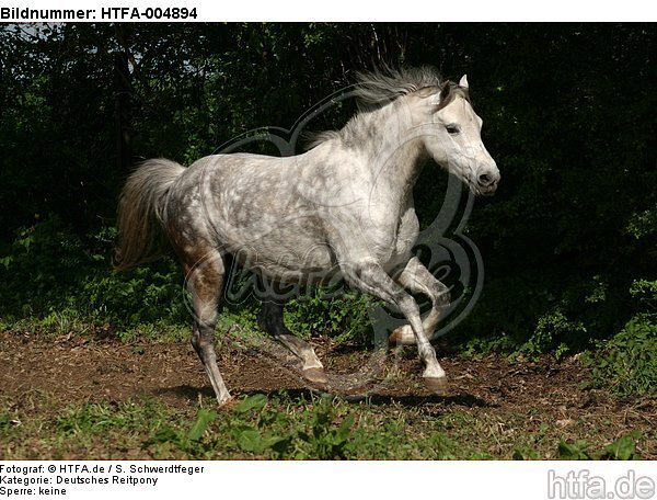 Deutsches Reitpony / pony / HTFA-004894
