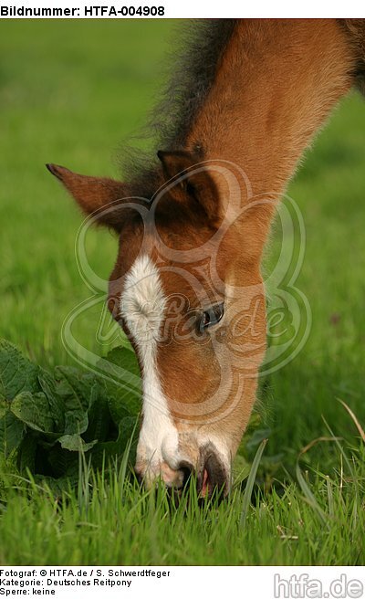 Deutsches Reitpony / pony / HTFA-004908