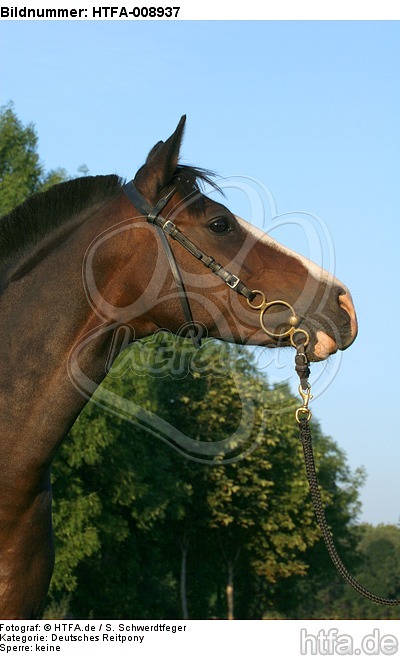 Deutsches Reitpony Portrait / pony portrait / HTFA-008937