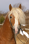 Haflinger Portrait / haflinger horse portrait