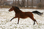 Deutsches Reitpony / pony