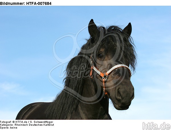 Rheinisch Deutscher Kaltblut Hengst / coldblood stallion / HTFA-007684