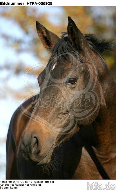 Russisches Vollblut / russian thoroughbred / HTFA-005929