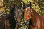 Russisches Vollblut und Holsteiner / russian thoroughbred and holsteiner horse