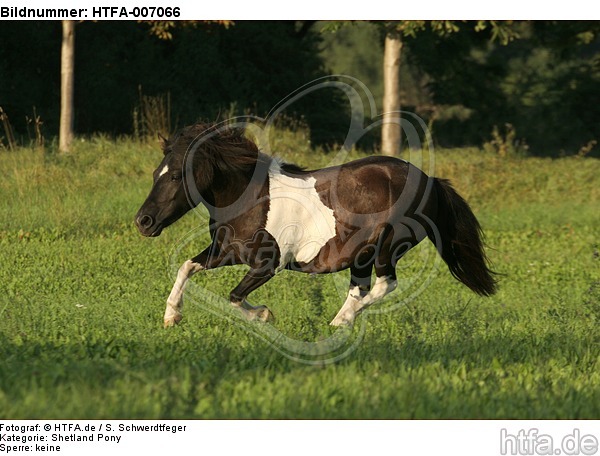 Shetland Pony / HTFA-007066