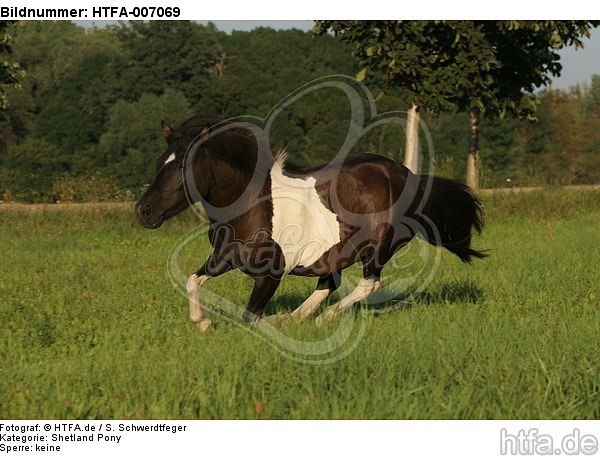 Shetland Pony / HTFA-007069
