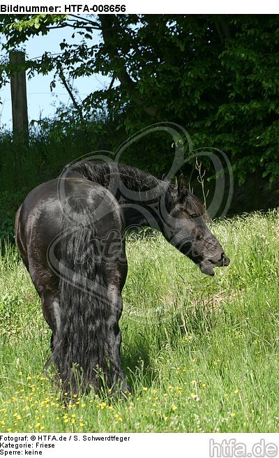 fressender Friese / grazing friesian horse / HTFA-008656