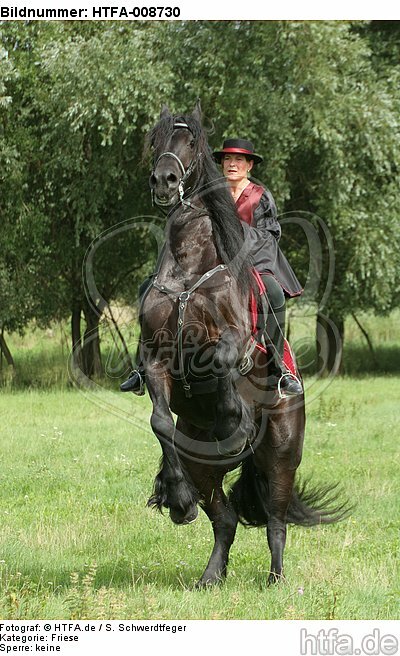 Frau reitet Friese / woman rides friesian horse / HTFA-008730