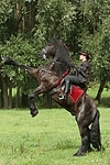 Frau reitet Friese / woman rides friesian horse