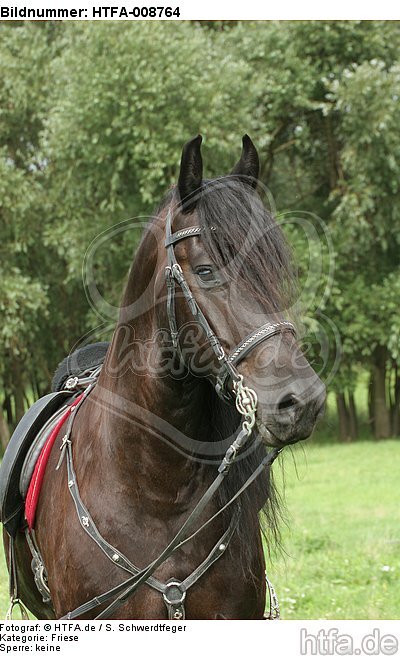 Friese Portrait / friesian horse portrait / HTFA-008764