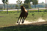 Sachsen Anhaltiner Warmblut / horse