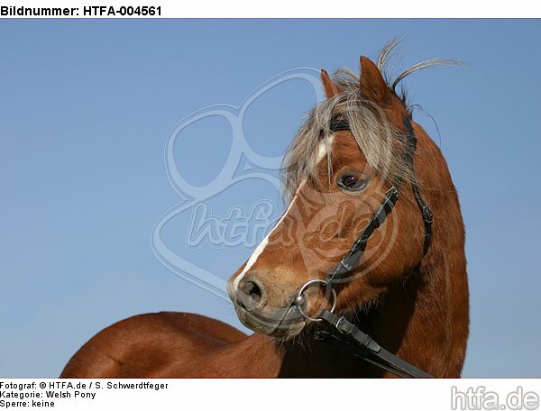 Welsh Pony / HTFA-004561