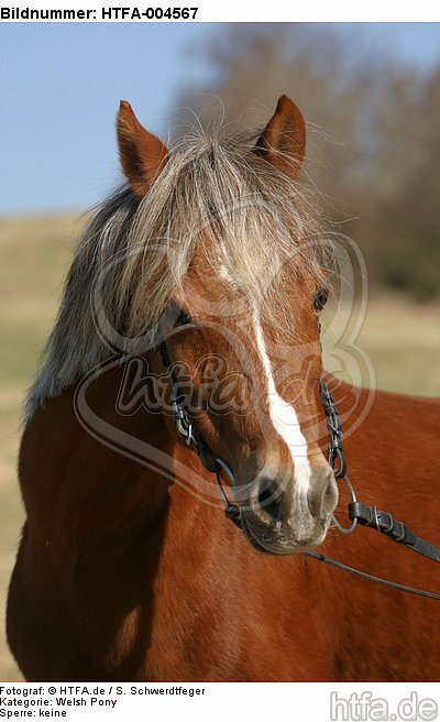 Welsh Pony / HTFA-004567