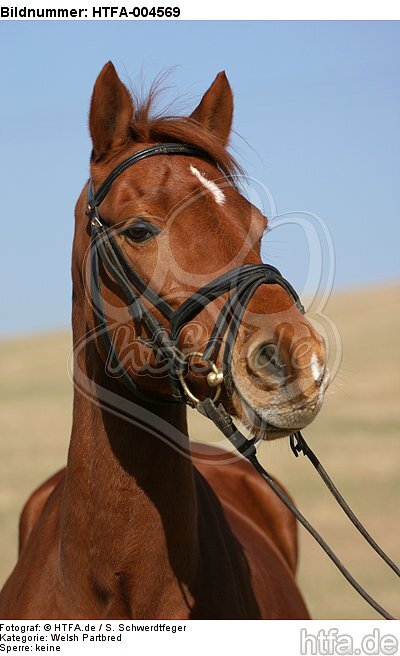 Welsh Partbred / HTFA-004569