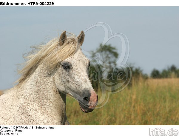 Pony / HTFA-004229