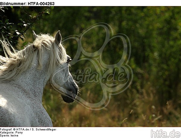 Pony / HTFA-004263