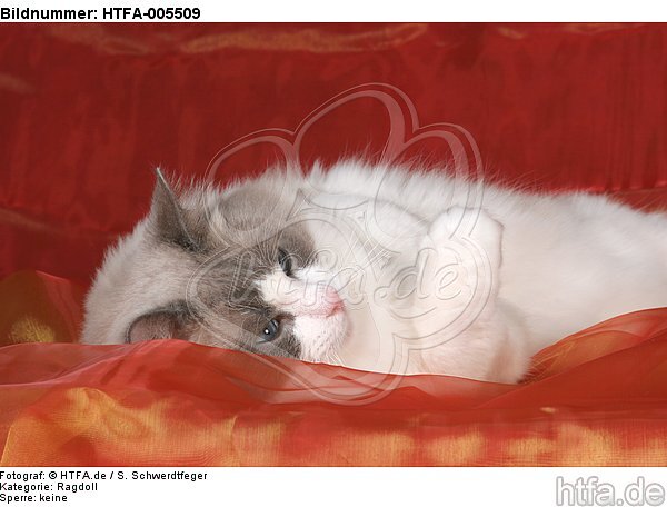 Ragdoll / HTFA-005509