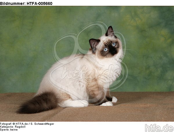 Ragdoll / HTFA-005660