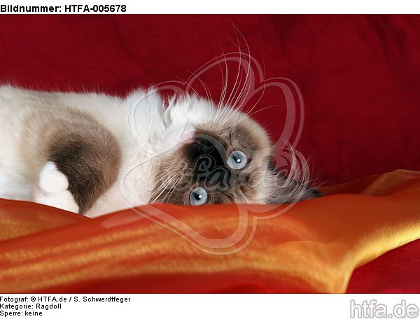 Ragdoll / HTFA-005678