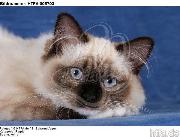 Ragdoll / HTFA-005703