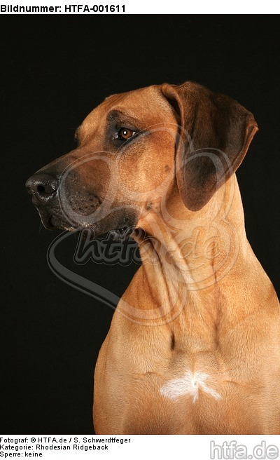 Rhodesian Ridgeback / HTFA-001611