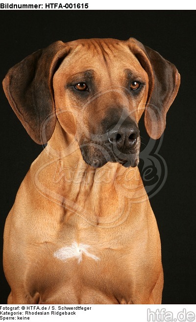 Rhodesian Ridgeback / HTFA-001615