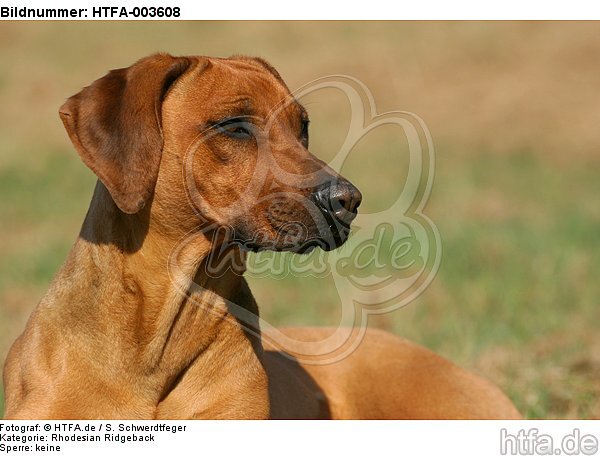 Rhodesian Ridgeback / HTFA-003608