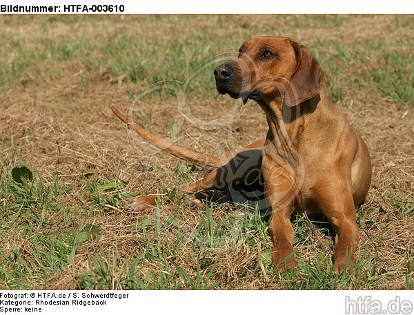 Rhodesian Ridgeback / HTFA-003610