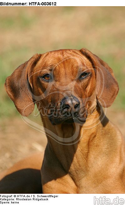 Rhodesian Ridgeback / HTFA-003612