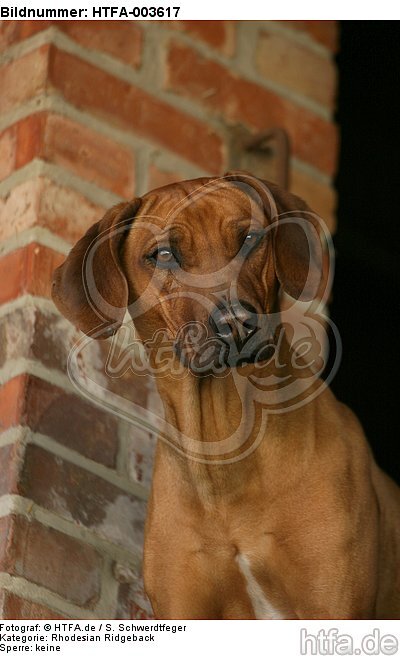 Rhodesian Ridgeback / HTFA-003617