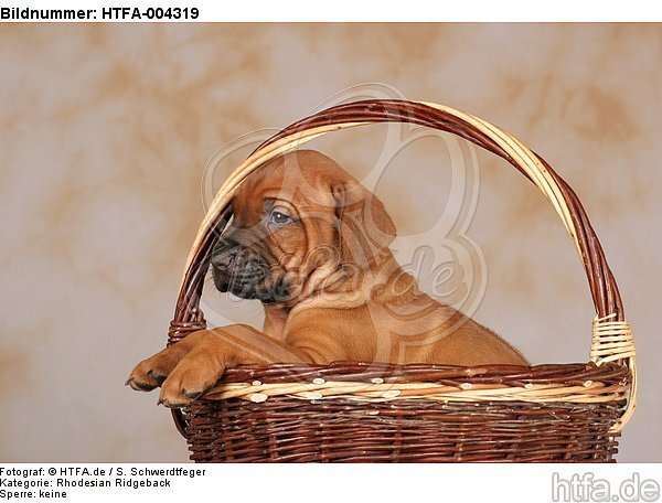 Rhodesian Ridgeback Welpe / rhodesian ridgeback puppy / HTFA-004319