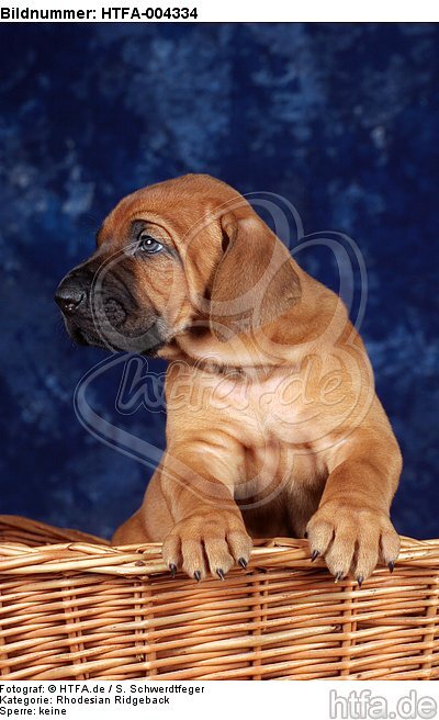 Rhodesian Ridgeback Welpe / rhodesian ridgeback puppy / HTFA-004334