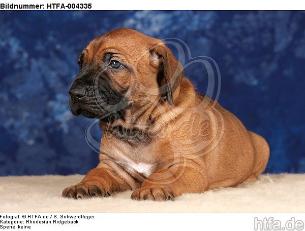 Rhodesian Ridgeback Welpe / rhodesian ridgeback puppy / HTFA-004335