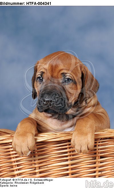 Rhodesian Ridgeback Welpe / rhodesian ridgeback puppy / HTFA-004341