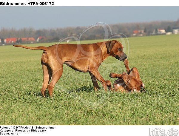 Rhodesian Ridgebacks / HTFA-006172