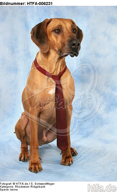 Rhodesian Ridgeback / HTFA-006231