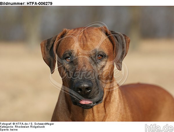 Rhodesian Ridgeback / HTFA-006279