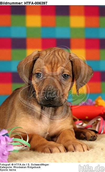 Rhodesian Ridgeback Welpe / rhodesian ridgeback puppy / HTFA-006397