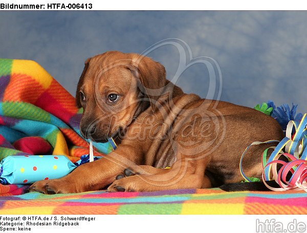 Rhodesian Ridgeback Welpe / rhodesian ridgeback puppy / HTFA-006413