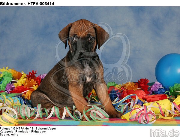 Rhodesian Ridgeback Welpe / rhodesian ridgeback puppy / HTFA-006414