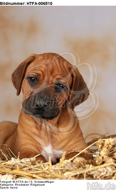 Rhodesian Ridgeback Welpe / rhodesian ridgeback puppy / HTFA-006510