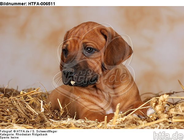 Rhodesian Ridgeback Welpe / rhodesian ridgeback puppy / HTFA-006511