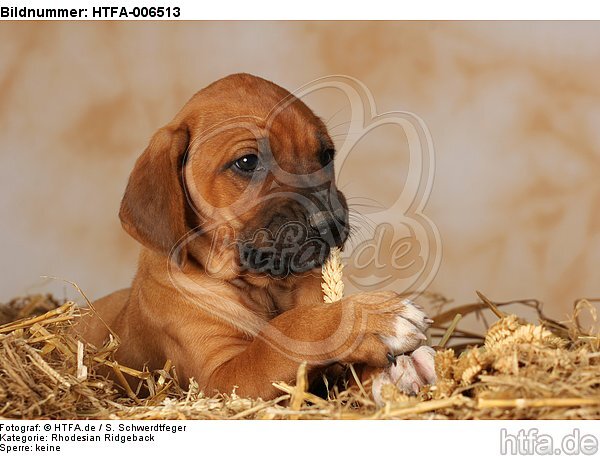 Rhodesian Ridgeback Welpe / rhodesian ridgeback puppy / HTFA-006513