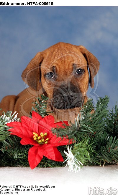 Rhodesian Ridgeback Welpe / rhodesian ridgeback puppy / HTFA-006516