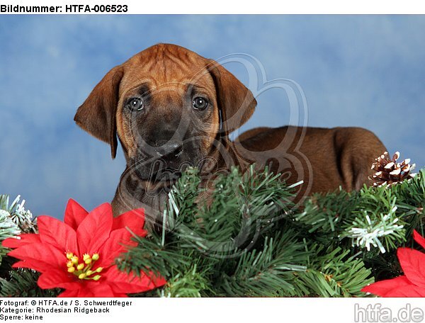 Rhodesian Ridgeback Welpe / rhodesian ridgeback puppy / HTFA-006523