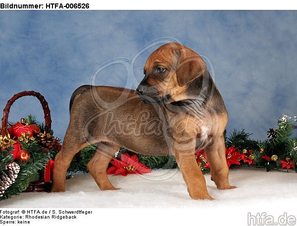 Rhodesian Ridgeback Welpe / rhodesian ridgeback puppy / HTFA-006526